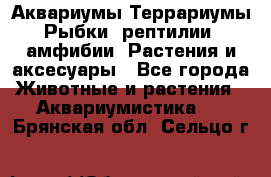 Аквариумы.Террариумы.Рыбки, рептилии, амфибии. Растения и аксесуары - Все города Животные и растения » Аквариумистика   . Брянская обл.,Сельцо г.